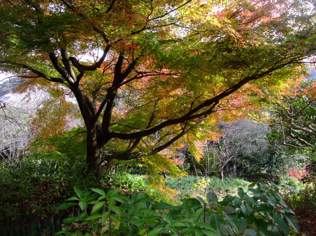 Daimon-ji Temple-茨木市必去景点