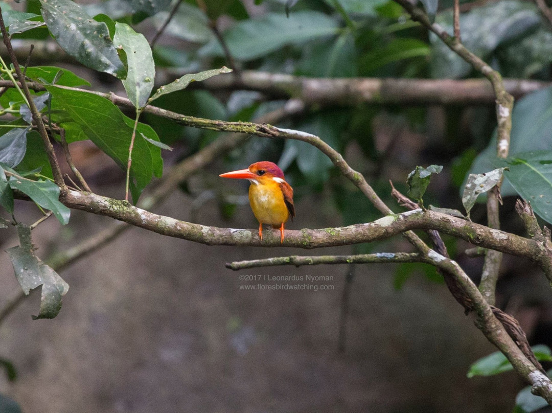 Flores Bird Watching Tour景点图片