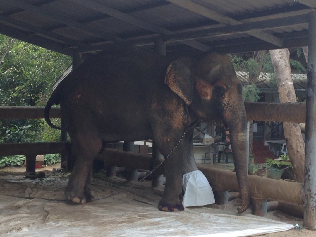 Friends of the Asian Elephant-南邦必去景点