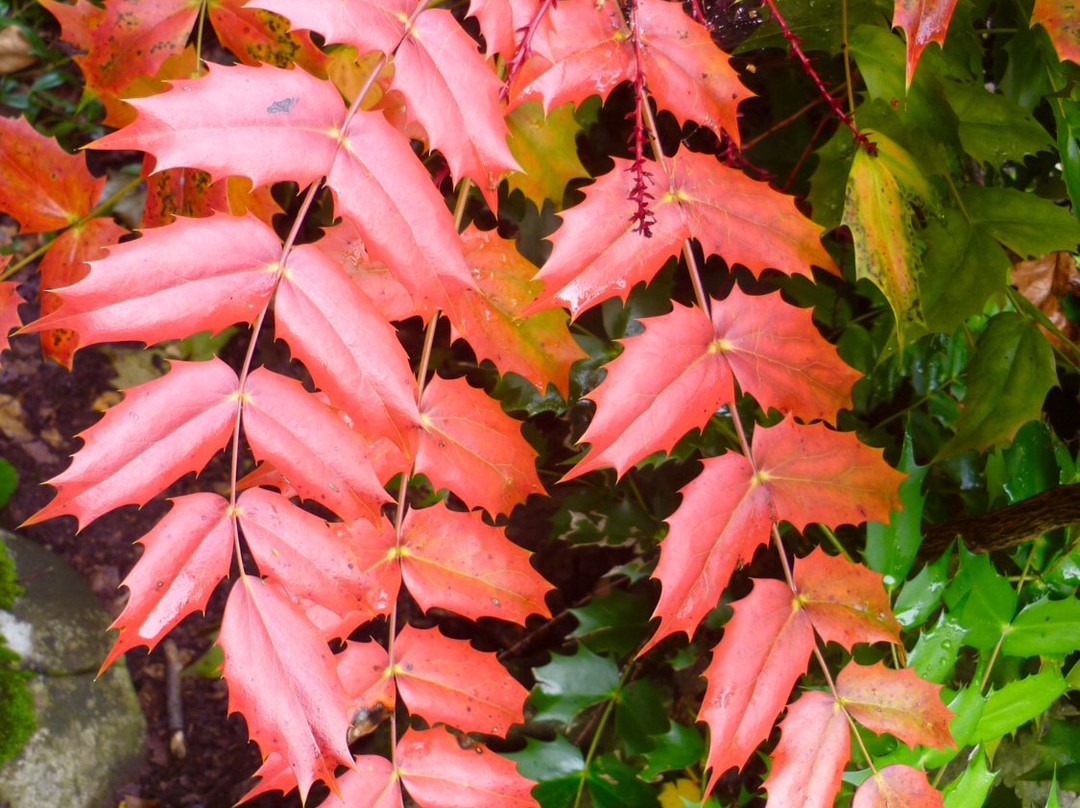 Platt Fields Park-曼彻斯特必去景点