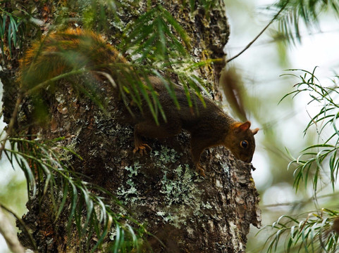 Reserva Nacional El Nogalar de Los Toldos-Los Toldos必去景点