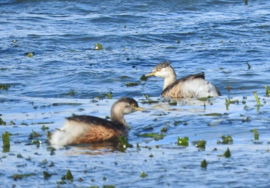 Wooroonook Lakes-Charlton必去景点