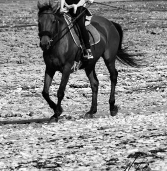 Les Petites Ecuries du Marais-Ars-en-Re必去景点