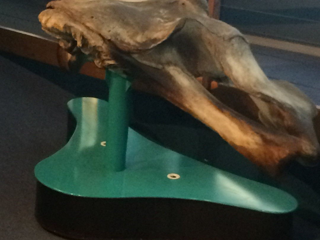 The Whale House Museum-赫曼努斯必去景点