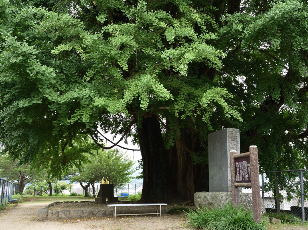 Maidenhair Tree of Sayo-佐用町必去景点
