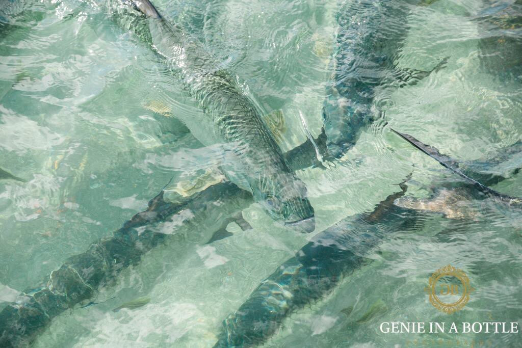 Joyuda-Cabo Rojo必去景点