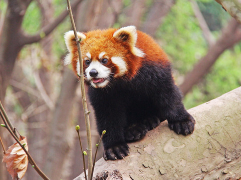 Panda Explore-成都必去景点