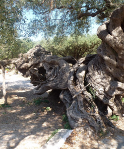 Old Olive Tree景点门票图片