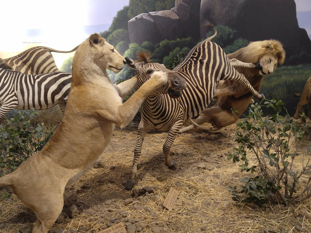 Cabela's景点图片