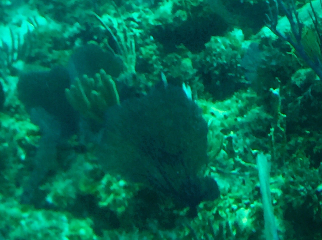 Rainbow Reef-Bimini必去景点