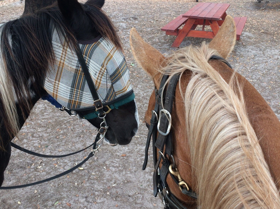 Happy Pony World-Southwest Ranches必去景点