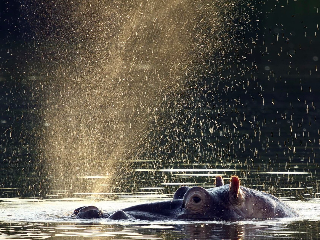 Little 5 Safaris-霍德斯普鲁特必去景点
