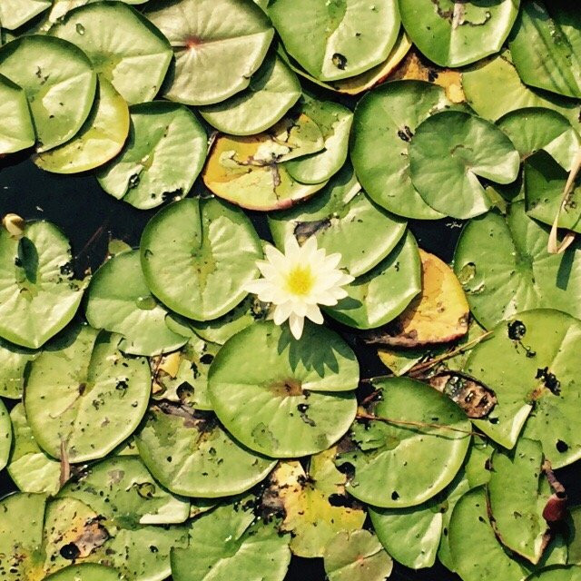 Lake Rim Park景点图片
