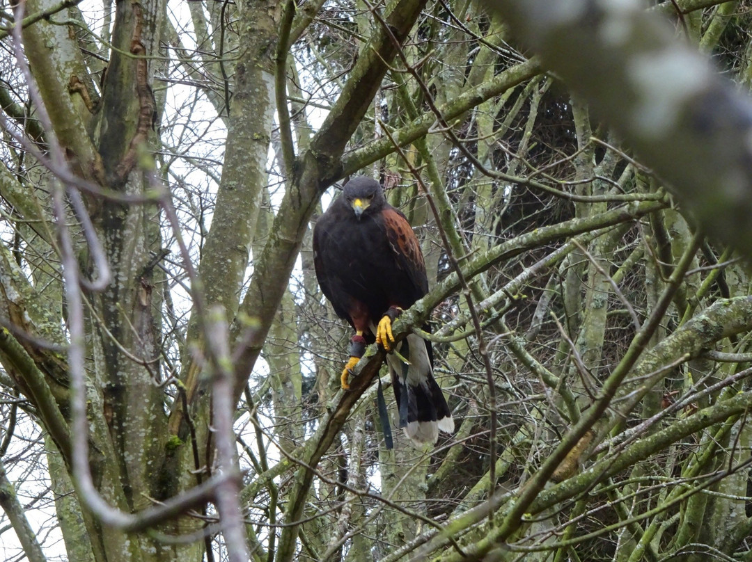 Edinburgh Falconry & Fishing-爱丁堡必去景点