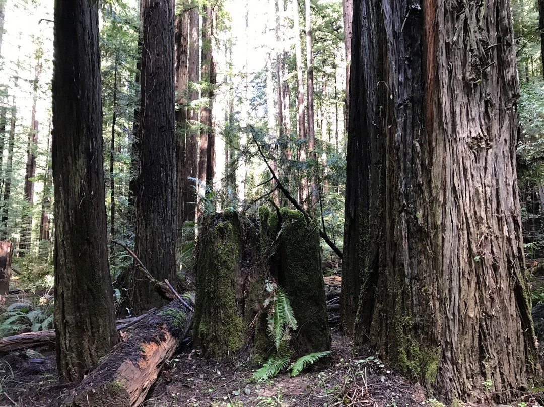 Navarro River Redwoods State Park景点图片