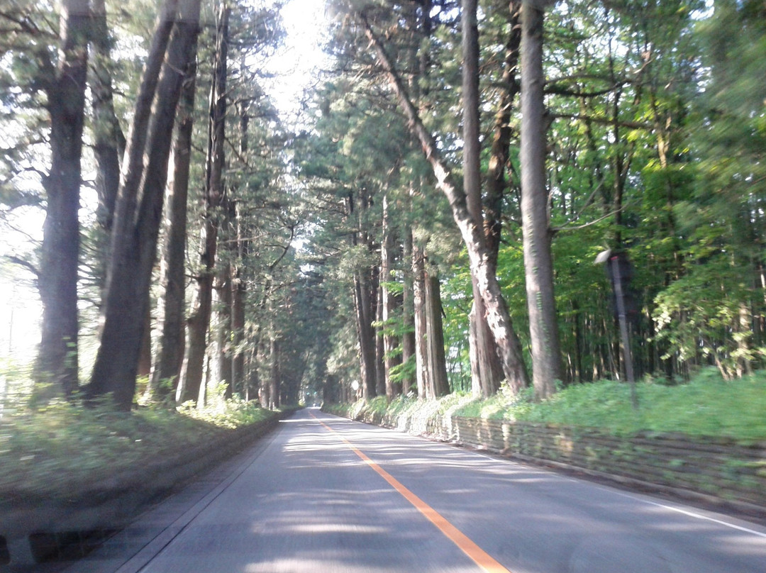 Cryptomeria Avenue-日光市必去景点