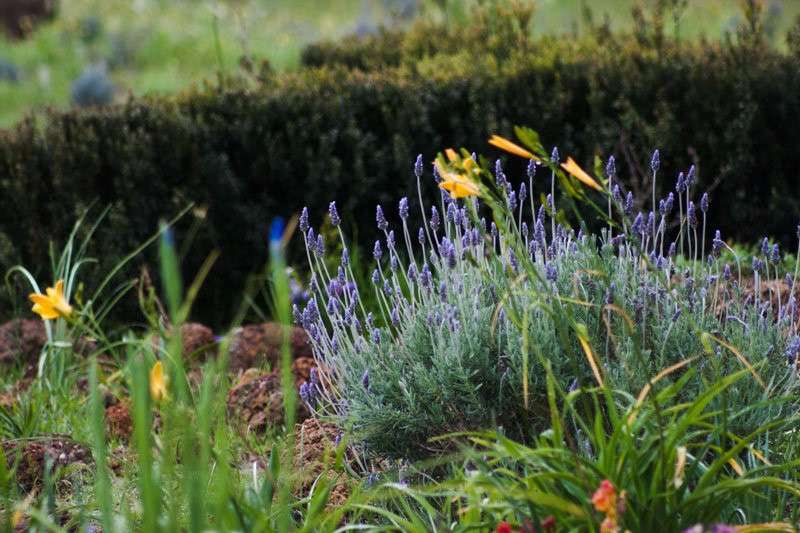 Nannup Lavender Farm景点图片