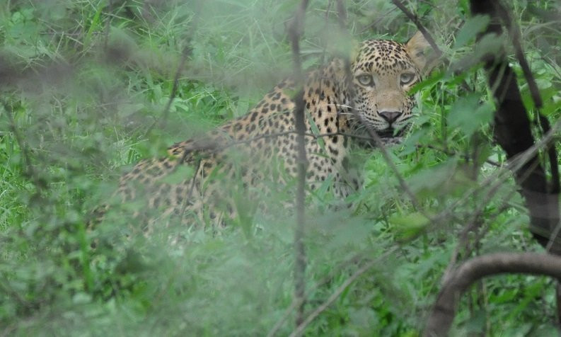 Jhalana Leopard Safari景点图片