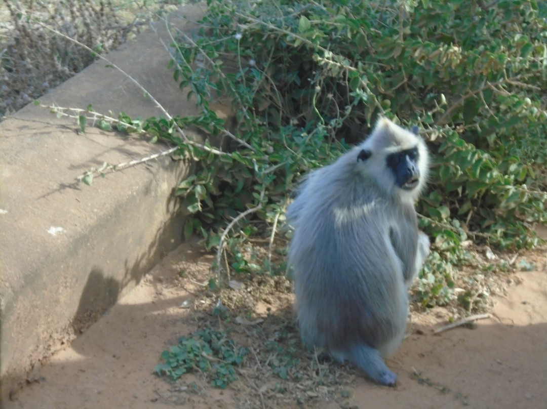 Yala Excursions-雅拉国家公园必去景点