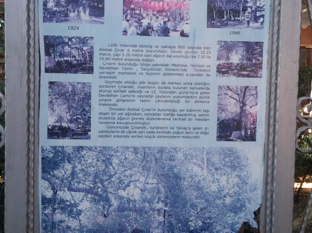 Tarihi Cınar Agacı-Yalvac必去景点