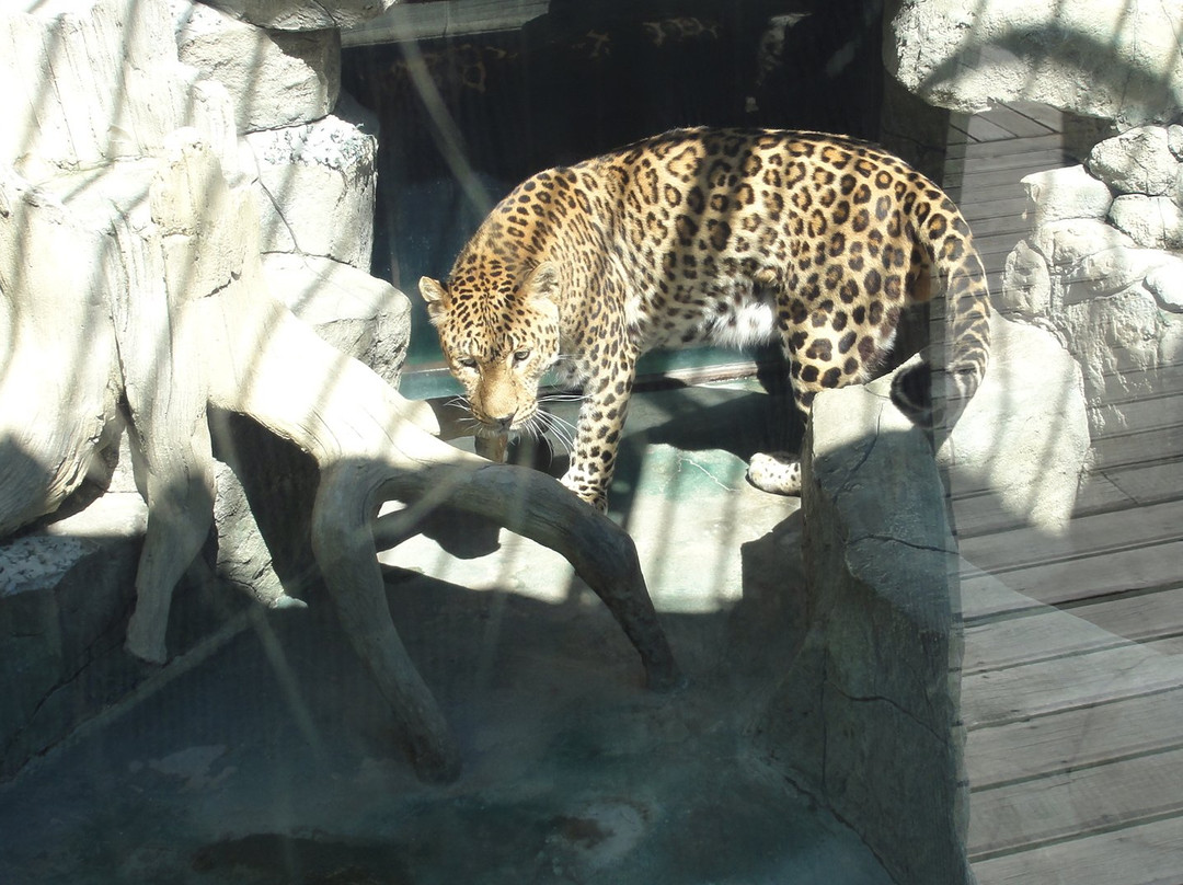 Balu Zoo-阿纳帕必去景点