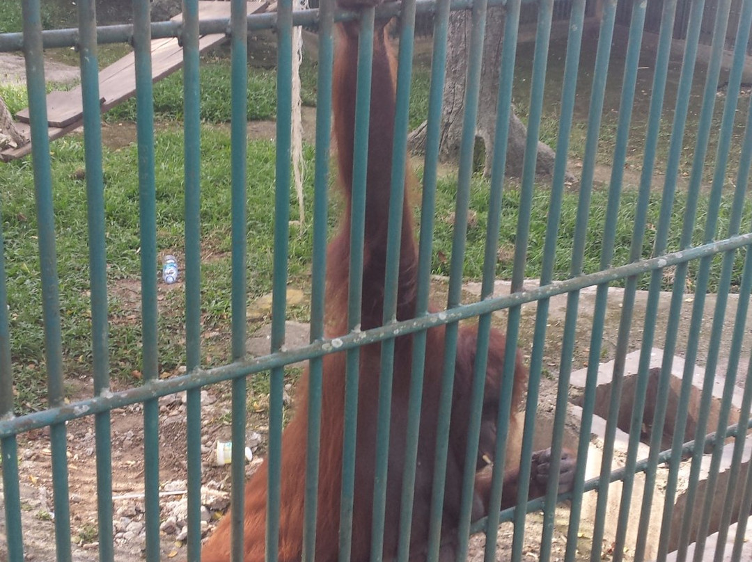 Wildlife Cultural Park Kinantan-武吉丁宜必去景点