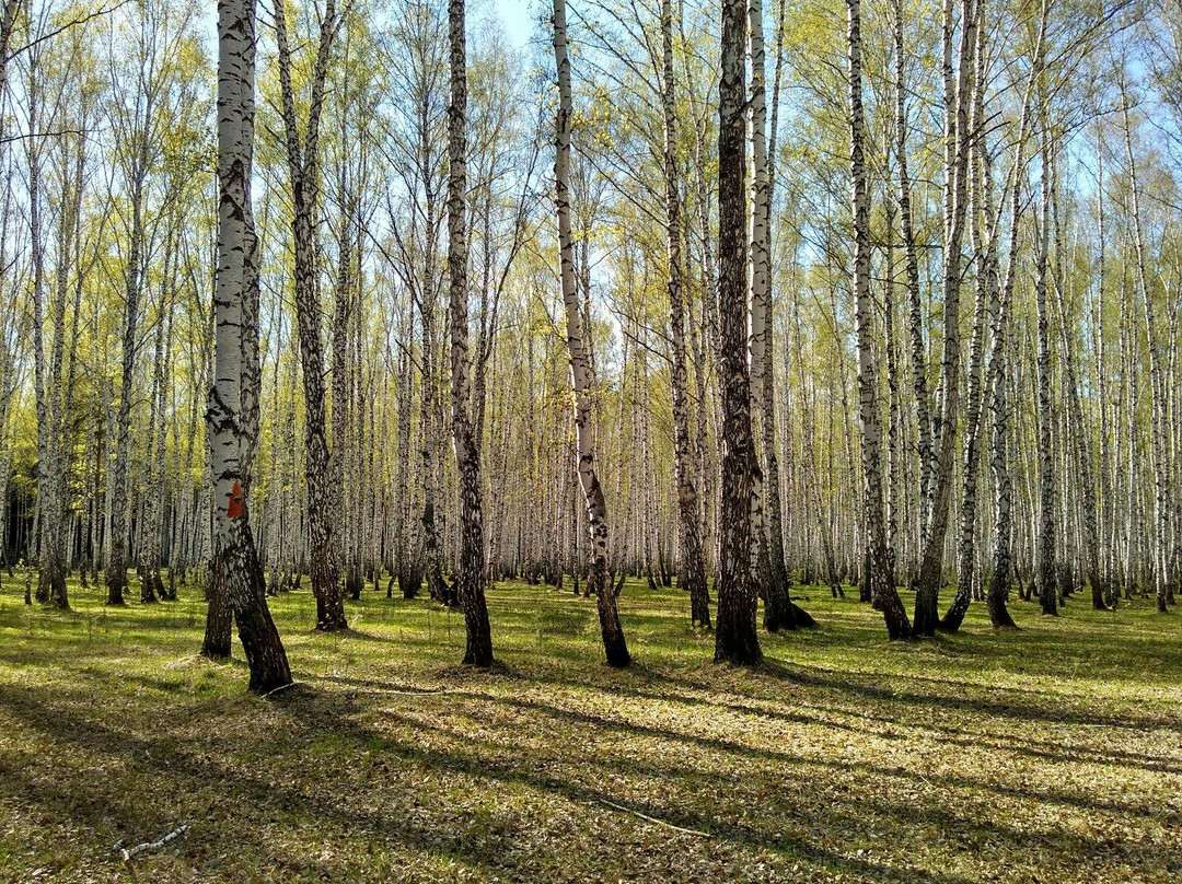 Forest Park of Gagarin-秋明必去景点