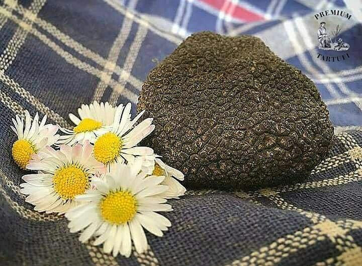 Novaki Motovunski旅游景点-Premium Truffles