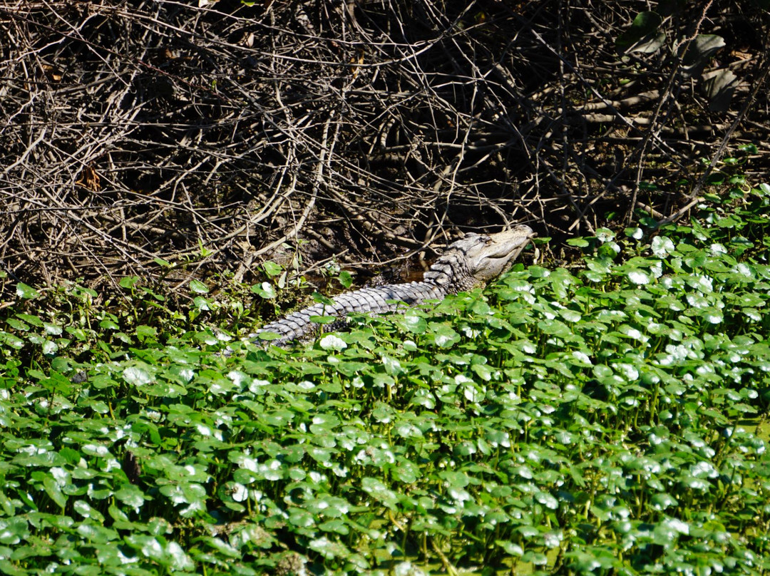 Beach Rentals And More-费尔南迪纳岛必去景点