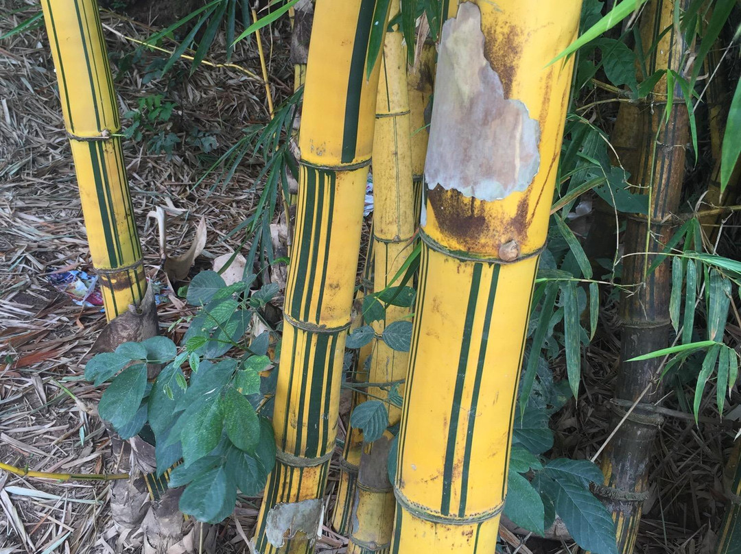 Usina Hidrelétrica Limoeiro-Sao Jose Do Rio Pardo必去景点