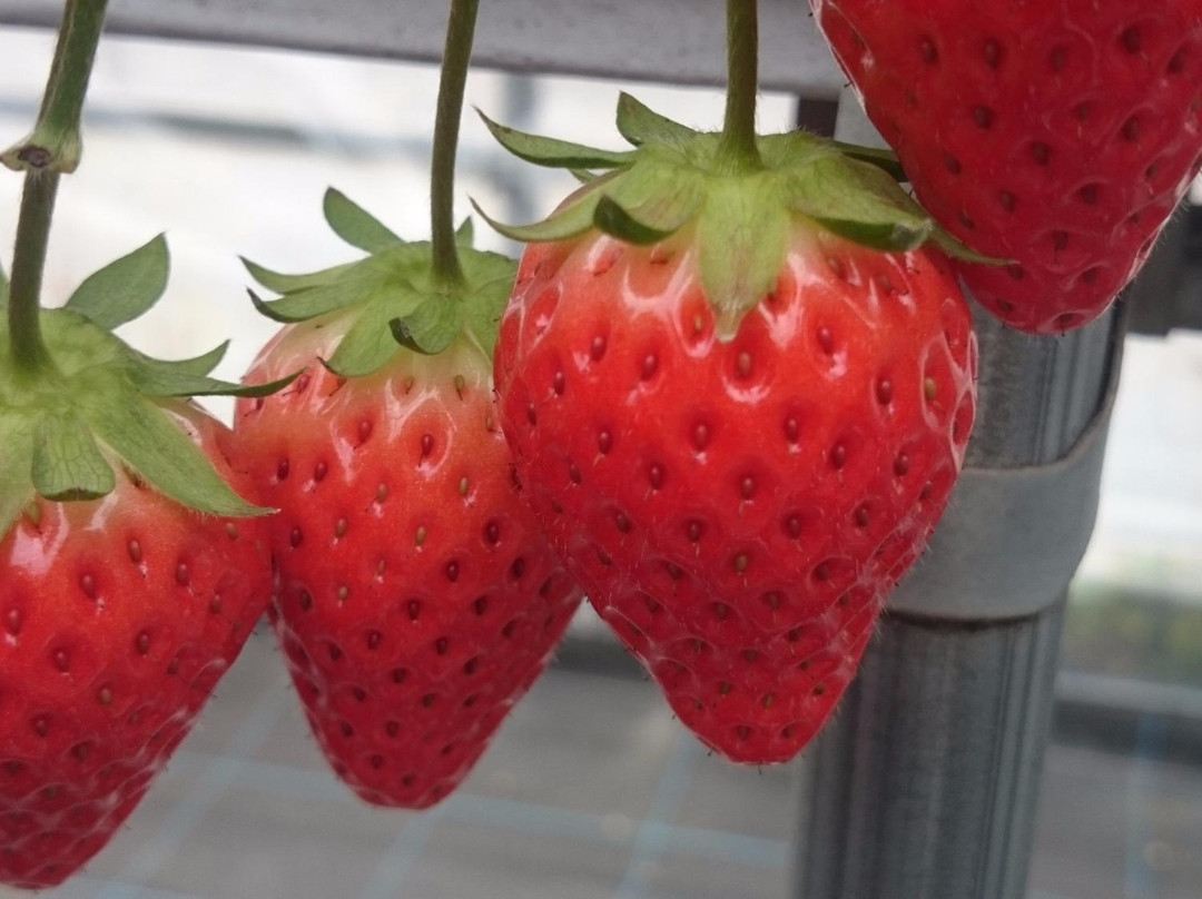 Kafuka Strawberry Farm-甲贺市必去景点
