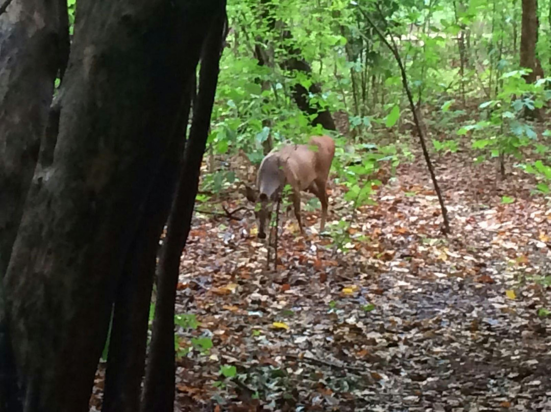 Caia旅游攻略图片