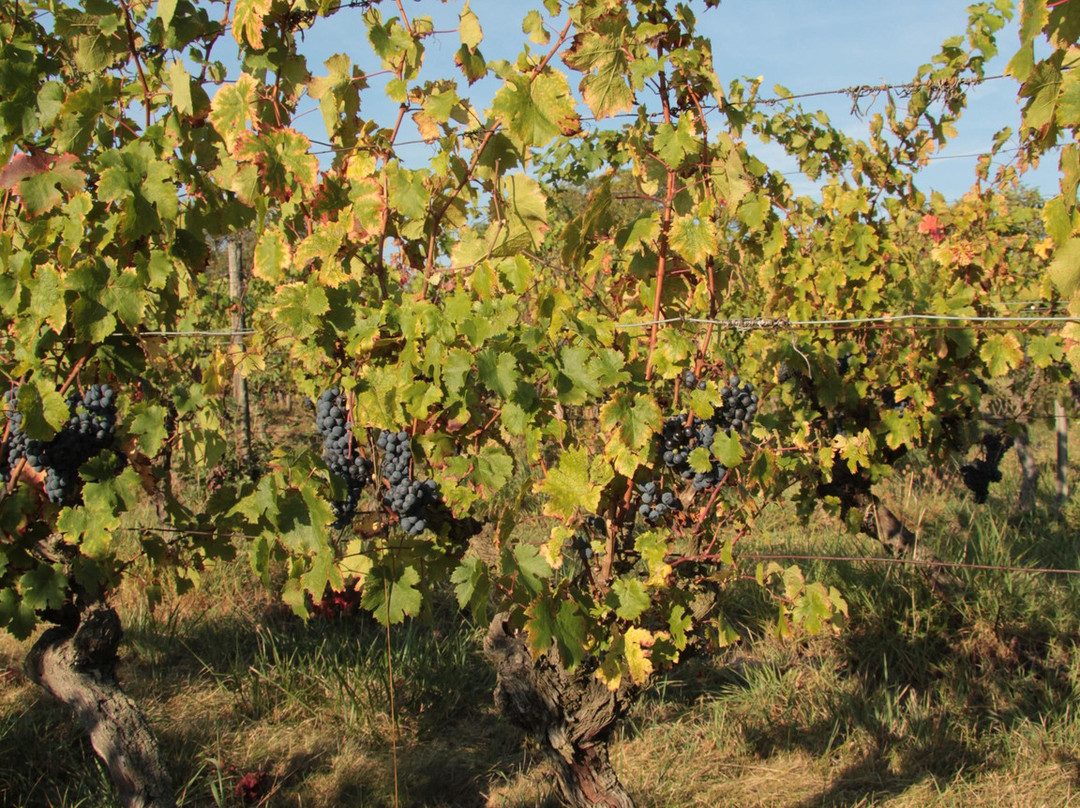 Domaine de Ribonnet-Beaumont-sur-Leze必去景点