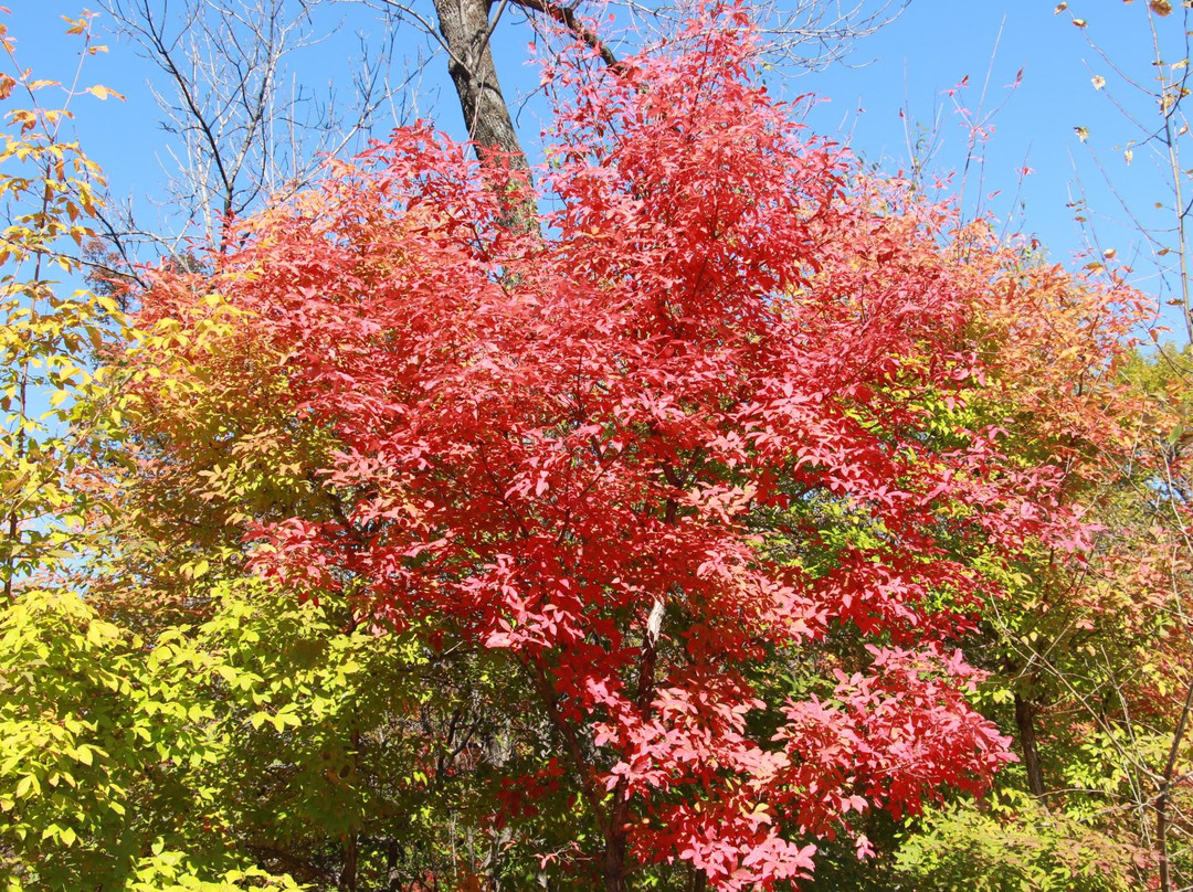 红叶谷-蛟河市必去景点