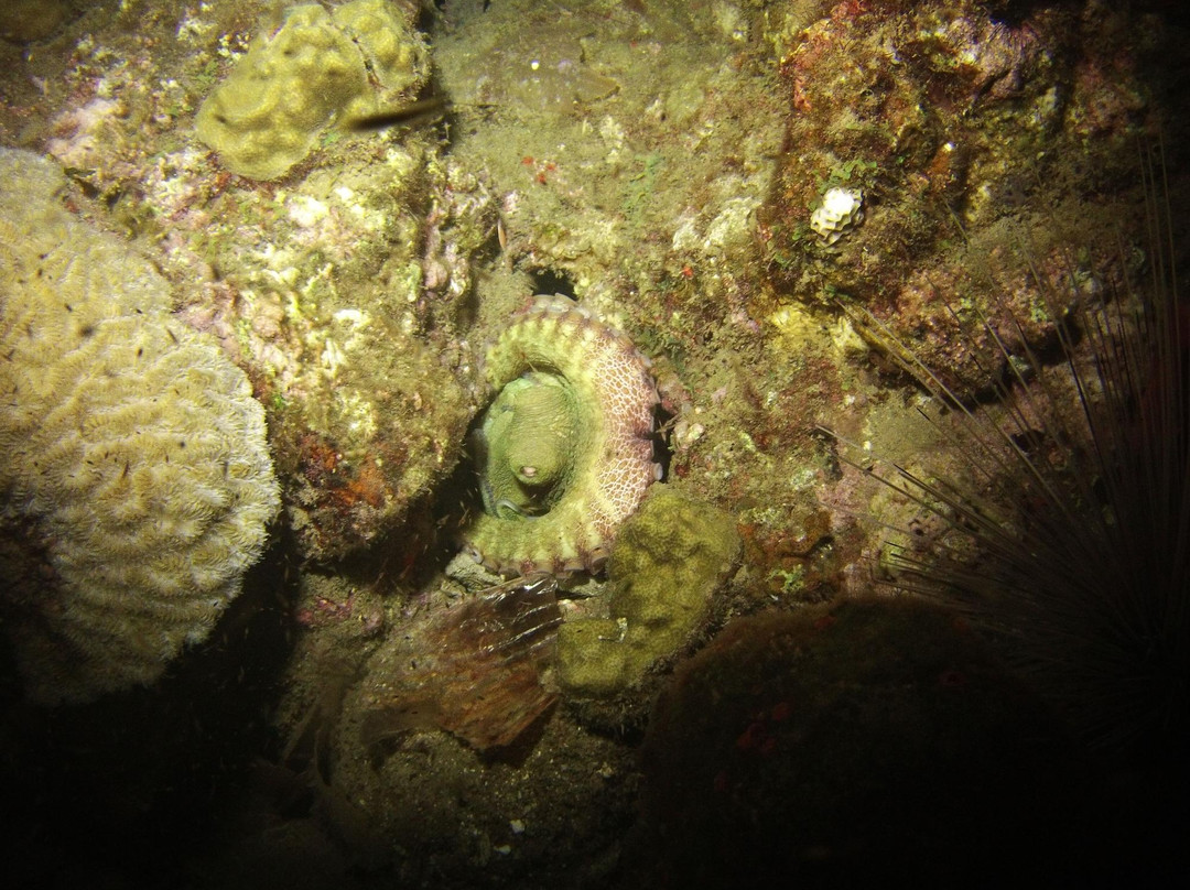 Buddy Dive on Dominica景点图片