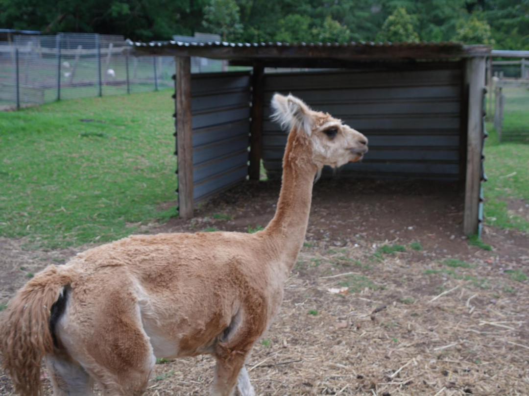 Golden Ridge Animal Farm景点图片