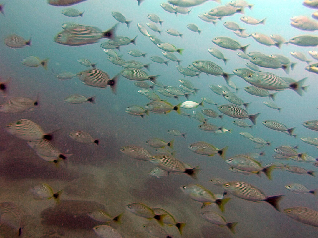 Manzanillo Watersports-曼萨尼约必去景点