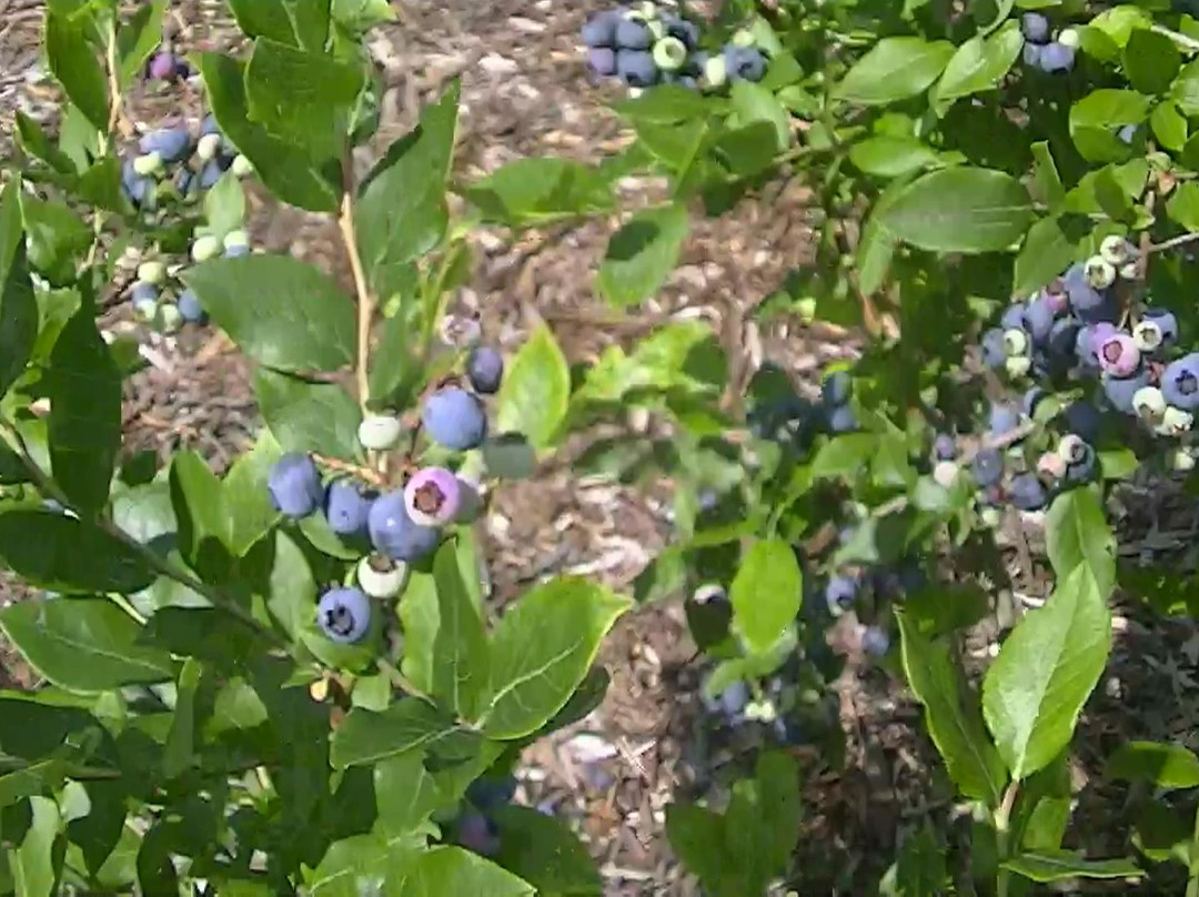 Takeuchi Golf Tennis Court Blueberry Garden景点图片