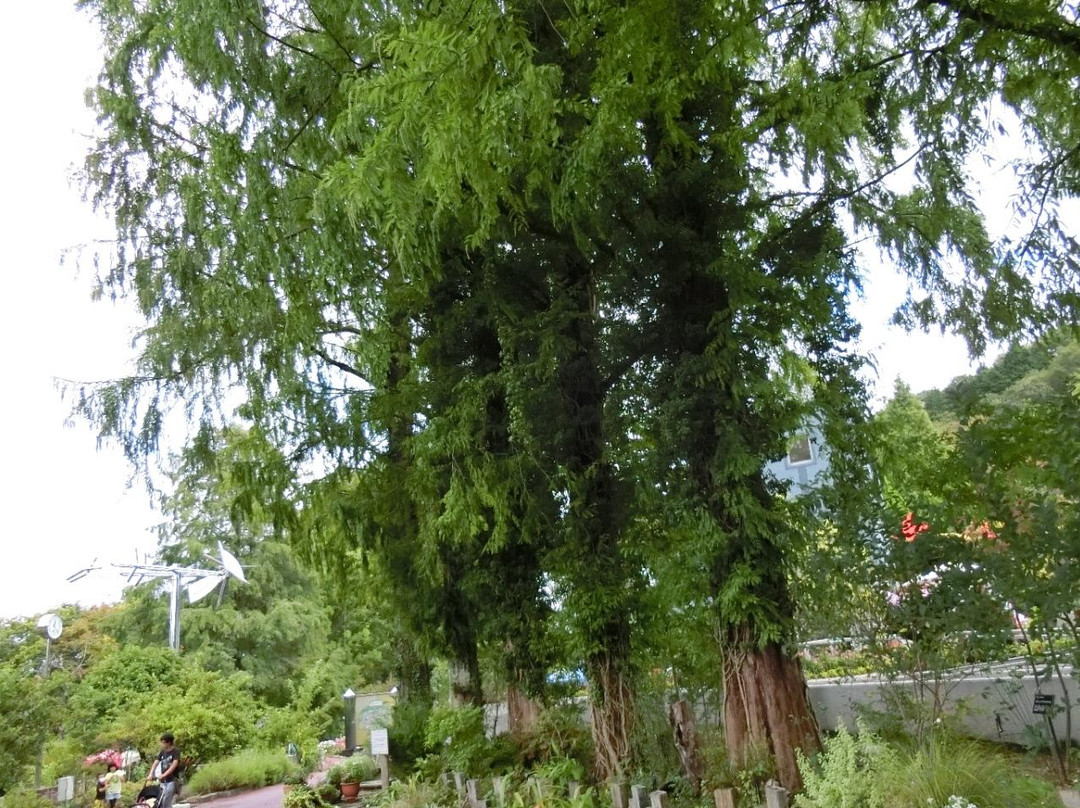 Osaka Prefecture Flower Garden-河内长野市必去景点