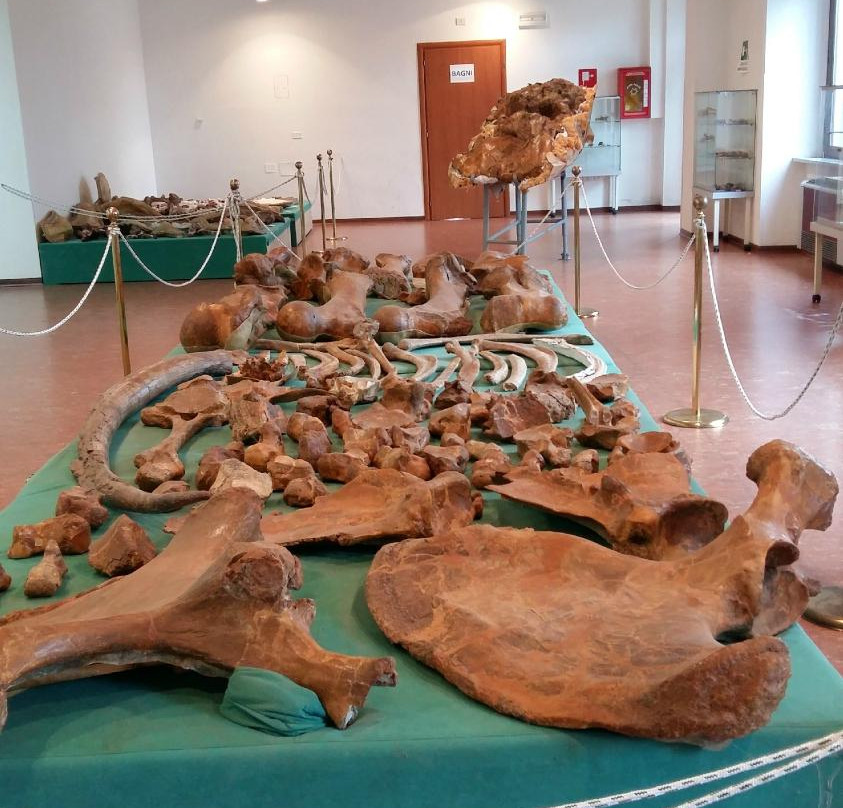 Museo Naturalistico e Paleontologico景点图片