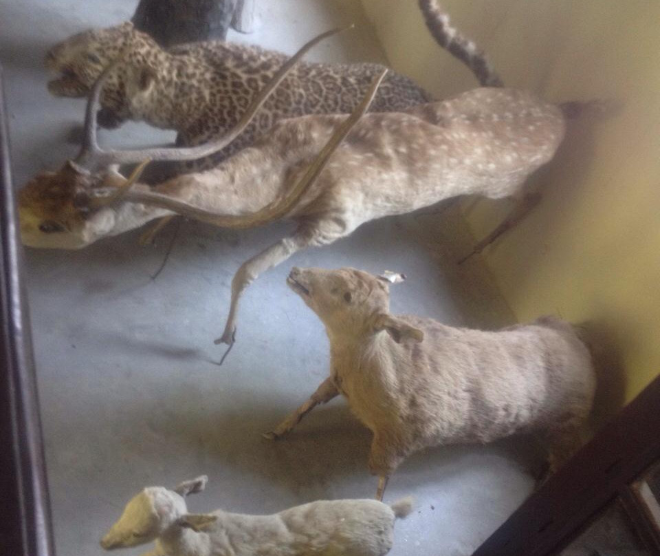 Koshi Tappu Wildlife Reserve-东部地区必去景点