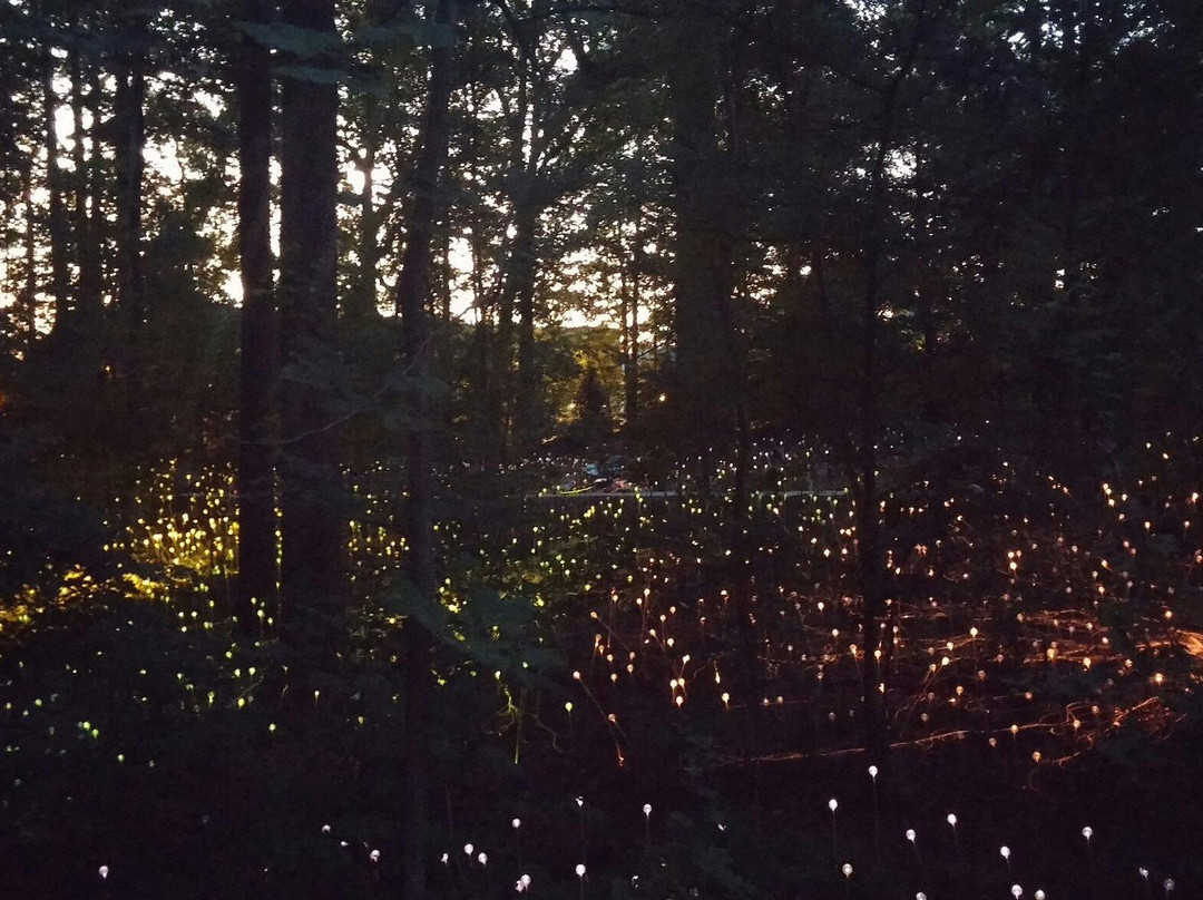 亚特兰大植物园-亚特兰大必去景点