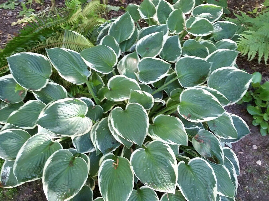 Lake Wilderness Arboretum-Maple Valley必去景点