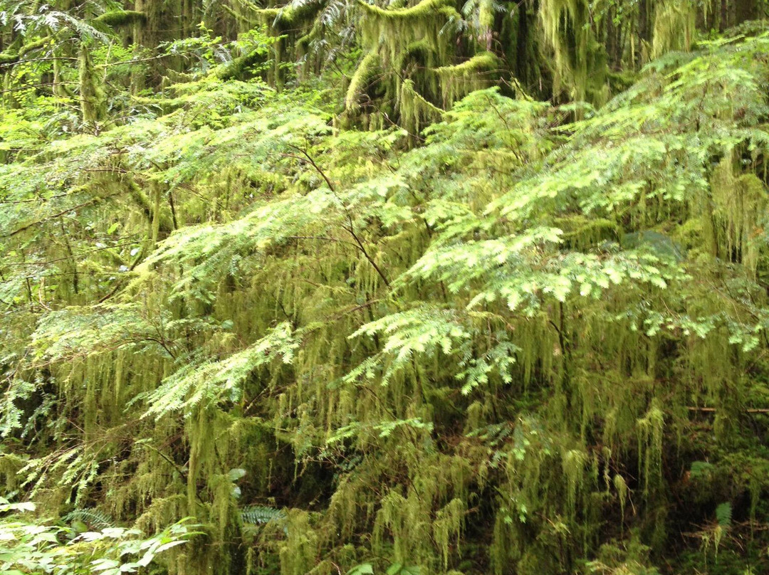 Alouette Lake-枫树岭必去景点