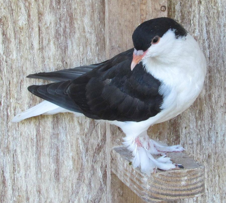 The American Pigeon Museum & Library-俄克拉何马城必去景点