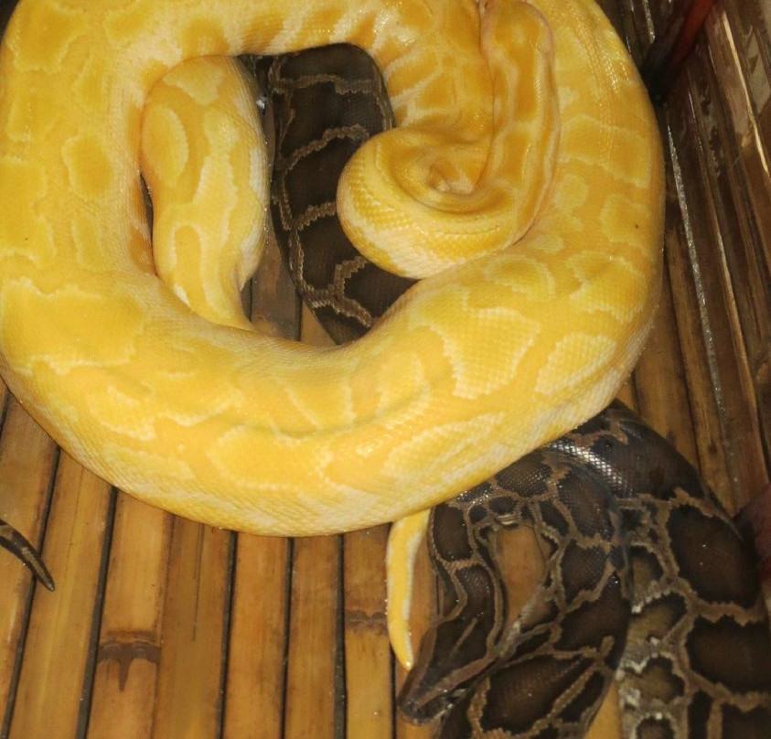 Bohol Python and Wildlife Park景点图片