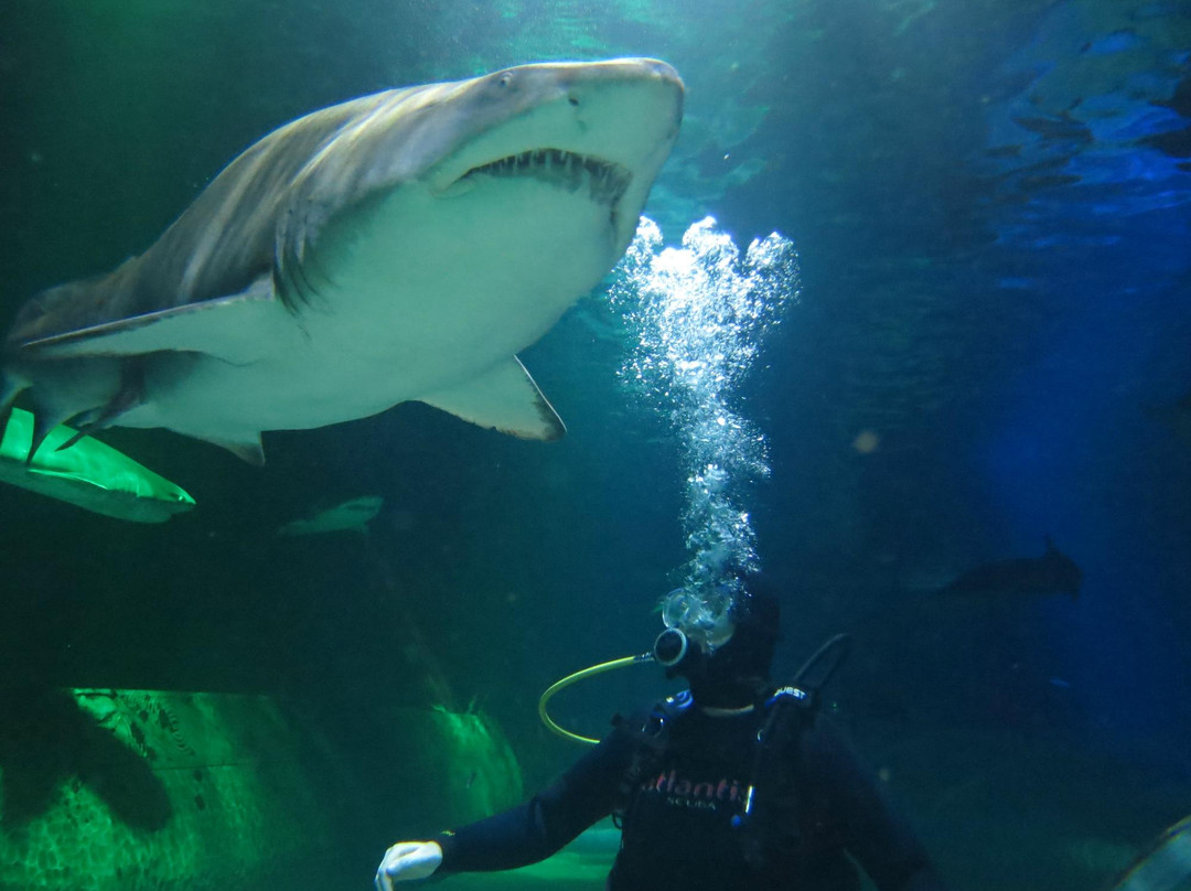 凯莉-塔尔敦海洋生物水族馆景点图片