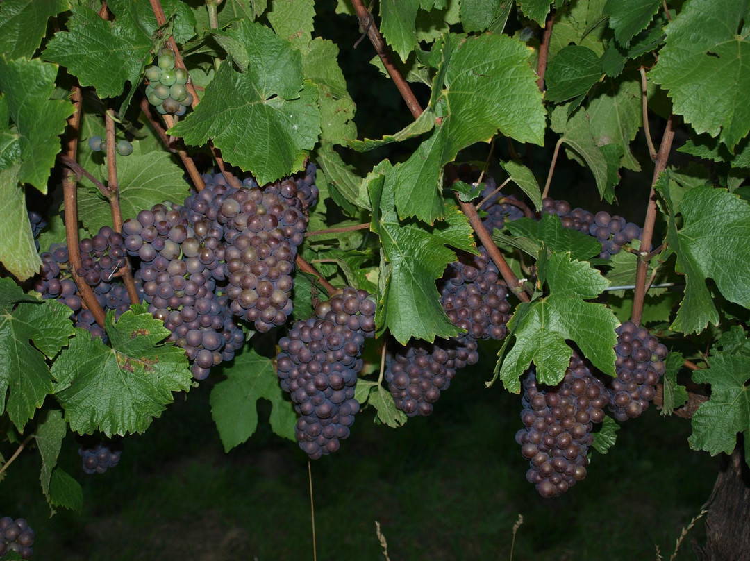 Pierrepoint Wines-Tarrington必去景点