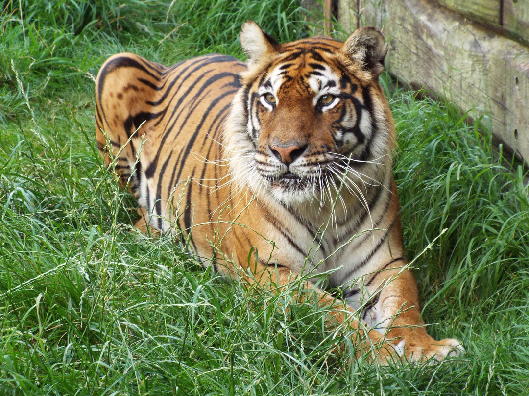 Hamerton Zoo Park景点图片