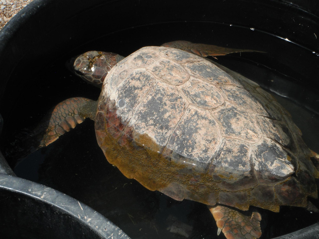 ARCHELON Τhe Sea Turtle Protection Society of Greece-吉利法达必去景点